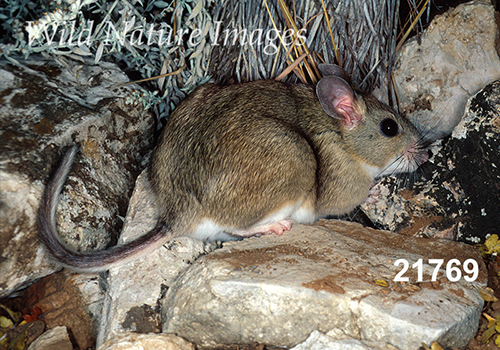 White-toothed Woodrat (Neotoma leucodon)